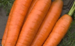 Unpretentious and disease-resistant carrot variety Berlikum Royal