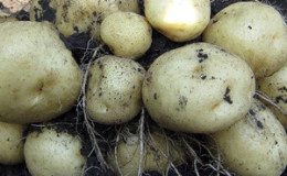Medium maagang patatas iba't ibang Sorcerer mula sa mga domestic breeders