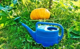 Como regar uma abóbora ao ar livre: instruções passo a passo para jardineiros novatos