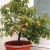 How to grow an apricot from a seed in a pot at home
