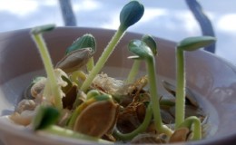 Bundeve klice za sadnice i jesti kod kuće: kako klijati sjemenke bundeve i čuvati ih dugo