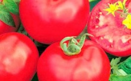 מגוון היברידי מתוק של עגבניה ורודה 