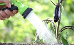 Wie oft Auberginen gießen: Anweisungen für Anfänger Gärtner