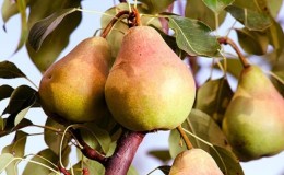 Les meilleures variétés de poires d'été: description et caractéristiques
