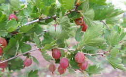 I passaggi principali per la cura dell'uva spina nella primavera dopo l'inverno per un buon raccolto
