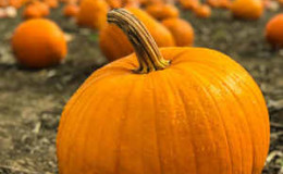 How to harvest on time: when to harvest pumpkin from the garden in the middle lane