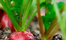 Varför rädisor förvandlas till färg och hur man odlar dem för att förhindra problemet