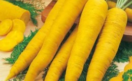 Propriétés utiles des carottes jaunes et quelle est la différence avec l'orange ordinaire