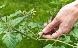 Uczymy się od doświadczonych letnich mieszkańców, jak prawidłowo uszczypnąć pomidory: analiza niuansów i opis procesu krok po kroku