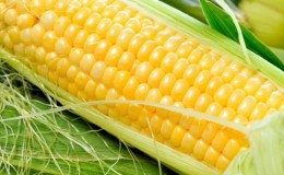 Was ist Mais - ist es Obst, Müsli oder Gemüse? Wir verstehen das Problem und untersuchen die Königin der Felder genauer