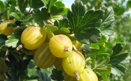 Beskrivning av krusbärsorten Beryl: fördelar och nackdelar, skötselfunktioner