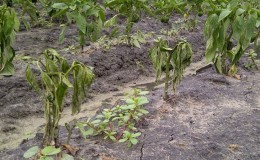 Prečo listy papriky v skleníku uschnú a čo robiť, aby ste zachránili úrodu