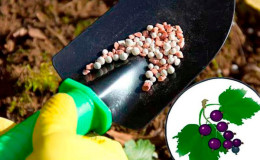 Com i què alimentar les groselles al juny: els millors fertilitzants i les normes per a la seva introducció