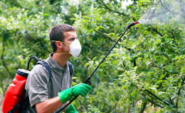 Как правилно и как да пръскаме ябълкови дървета от вредители през лятото