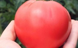 Σε ποιο έδαφος η ντομάτα δενδρολίβανου έχει την υψηλότερη απόδοση και τι άλλο επηρεάζει;