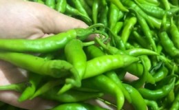 Come coltivare e applicare il peperoncino verde ea chi è controindicato?