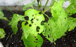 Las hojas de pimiento dulce están todas en agujeros: quién se come la cosecha y cómo lidiar con las plagas