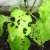 Las hojas de pimiento dulce están todas en agujeros: quién se come la cosecha y cómo lidiar con las plagas