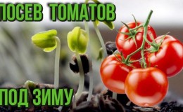 Wie man Tomaten vor dem Winter pflanzt