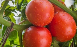 Katya pomidorų privalumai ir trūkumai
