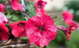 How to properly revive petunia after rains, droughts or other adverse conditions