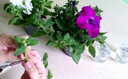 2 enkle måter å holde petunias på til våren hjemme