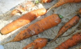Armazenamento de cenouras no inverno: as melhores variedades com excelente qualidade de conservação