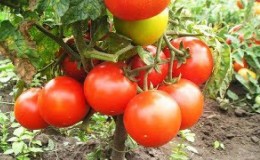Ziekteresistent en gemakkelijk te verzorgen Gina Tomato - Een praktische gids voor het kweken