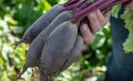 Uma das variedades mais doces é a beterraba-rúcula: descrição, vantagens e desvantagens