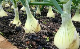 Step-by-step guide to growing Exible onions through seedlings