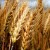 Descrição e características da variedade de trigo de inverno Bagrat