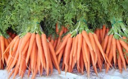 Análise de erros no cultivo: por que as cenouras são amargas e como evitar isso