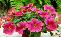 As melhores maneiras de estender a floração de petúnias em vasos: conselhos de floricultores experientes