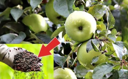Правилно ђубрење врта: како нахранити стабло јабука у јулу за добру жетву