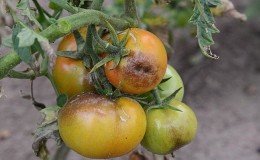 We save the affected crop of tomatoes or how to save tomatoes from late blight if they are already sick