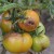 Vi sparar den drabbade grödan av tomater eller hur man räddar tomater från sen blight om de redan är sjuka