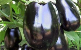 Geheimen van het voeren van aubergines voor een rijke oogst