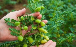 How chickpeas grow in nature and on the site