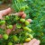 How chickpeas grow in nature and on the site