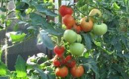 Wie man Tomaten für den Eierstock sprüht