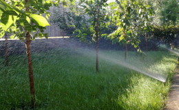 Как правилно да поливате череши през лятото: инструкции за начинаещи градинари