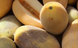Βήμα προς βήμα οδηγίες για το πώς να επιλέξετε το σωστό πεπόνι: χρήσιμες συμβουλές και αμυχές για την εύρεση των πιο νόστιμων φρούτων