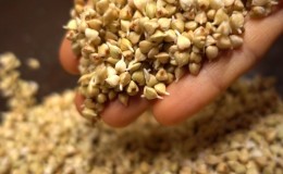 Cómo germinar correctamente el trigo sarraceno verde en casa.
