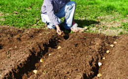 Cómo plantar y cultivar patatas en el jardín.