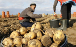 Κορυφαίες κορυφαίες χώρες στη συγκομιδή πατάτας παγκοσμίως