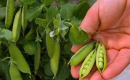 Упутство за баштоване почетнике: како правилно посадити грашак да бисте добили богату жетву