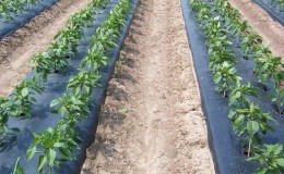 New ways of planting potatoes and care features