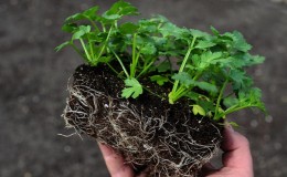 Instrucciones paso a paso: cómo cultivar apio a partir de semillas en casa para plántulas