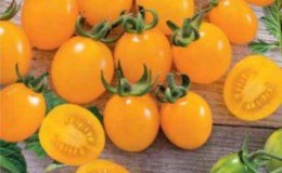 Los lados positivos y negativos del tomate Ildi