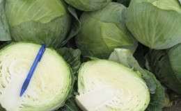 Delicious mid-season hybrid of Krautman cabbage f1